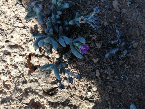 Antimima solida