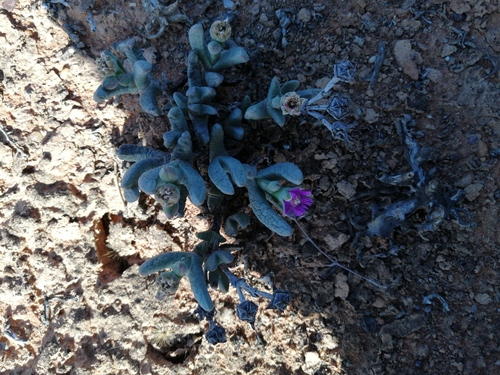 Antimima solida