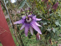 Passiflora × kewensis