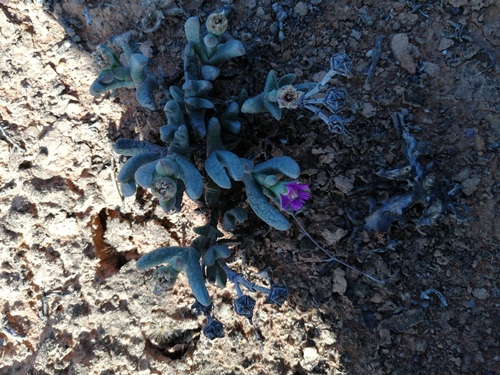 Antimima solida