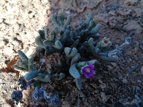 Antimima solida