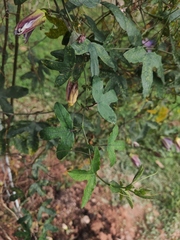 Passiflora × kewensis