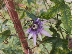 Passiflora × kewensis