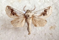 Parahypopta caestrum
