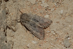Polymixis crinomima