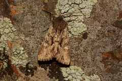 Polymixis trisignata