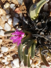 Argyroderma fissum