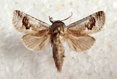 Parahypopta caestrum