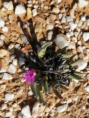 Argyroderma fissum
