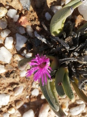 Argyroderma fissum