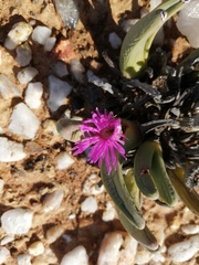 Argyroderma fissum