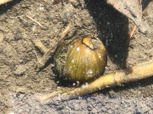 Olive Nerite