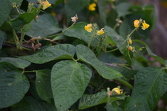 Vigna umbellata