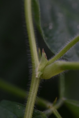 Vigna umbellata