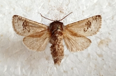 Parahypopta caestrum