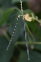 Vigna umbellata