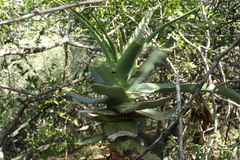 Aloe africana