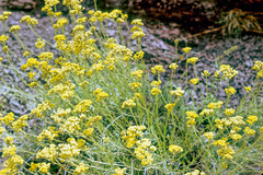 Helichrysum italicum