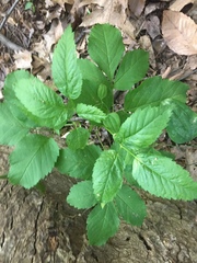 Ligusticum canadense