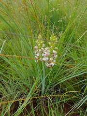 Brachycorythis conica transvaalensis