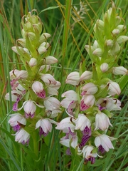 Brachycorythis conica transvaalensis