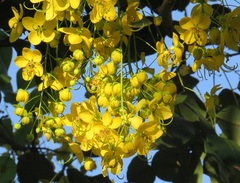 Cassia abbreviata