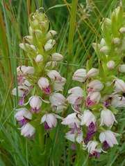 Brachycorythis conica transvaalensis