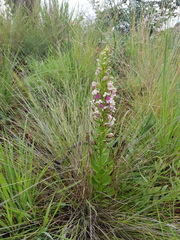 Brachycorythis conica transvaalensis