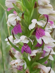 Brachycorythis conica transvaalensis