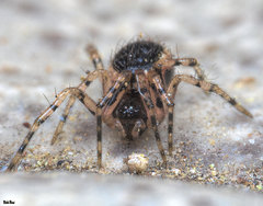 Sardinidion blackwalli