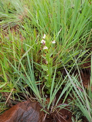 Brachycorythis conica transvaalensis