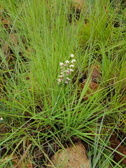 Brachycorythis conica transvaalensis
