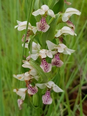 Brachycorythis conica transvaalensis