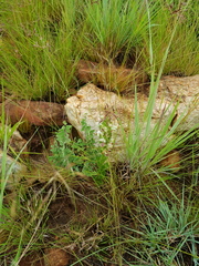 Brachycorythis conica transvaalensis