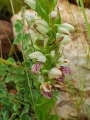 Brachycorythis conica transvaalensis
