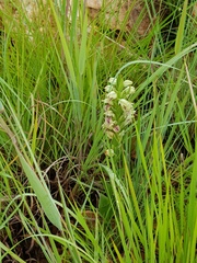 Brachycorythis conica transvaalensis