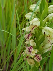 Brachycorythis conica transvaalensis