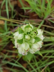 Brachycorythis conica transvaalensis