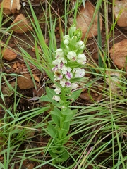 Brachycorythis conica transvaalensis