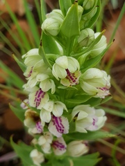 Brachycorythis conica transvaalensis