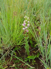 Brachycorythis conica transvaalensis