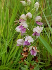 Brachycorythis conica transvaalensis