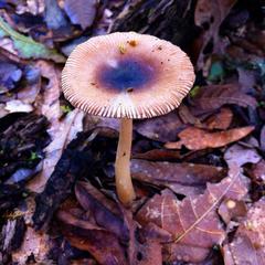 Amanita sororcula