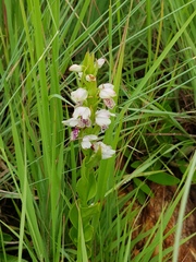 Brachycorythis conica transvaalensis