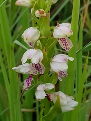 Brachycorythis conica transvaalensis