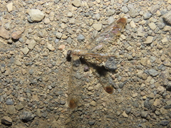 Suhpalacsa dietrichiae