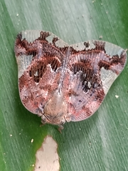 Ricania speculum