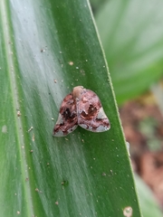 Ricania speculum
