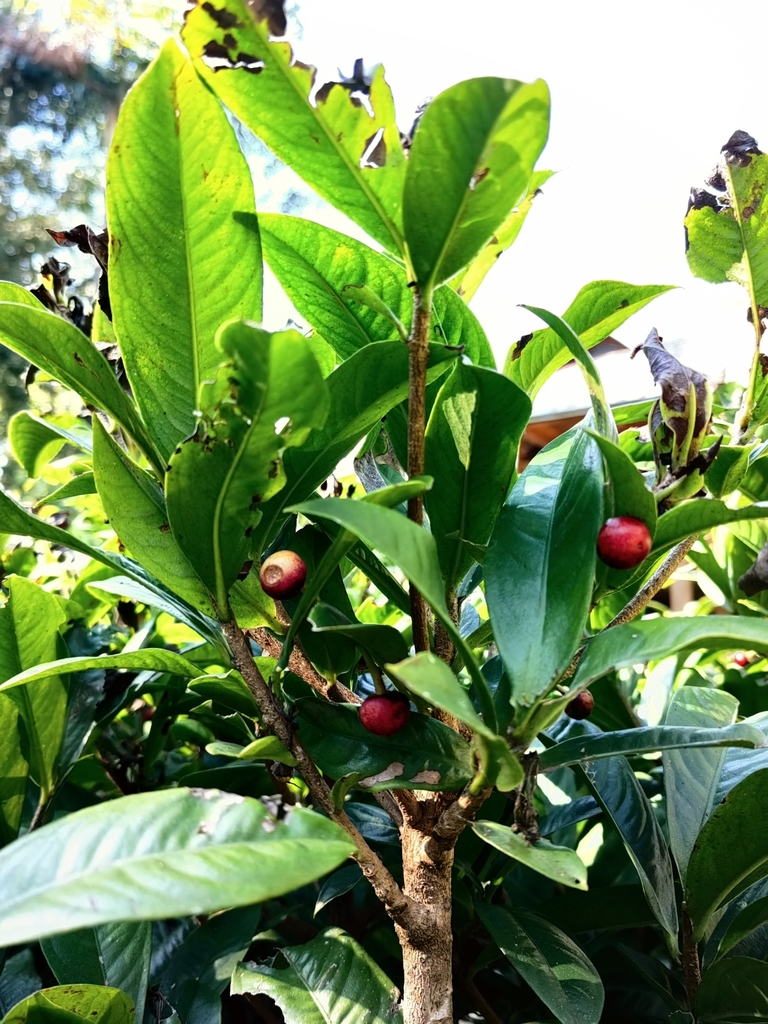 Ardisia brunnescens