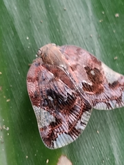 Ricania speculum